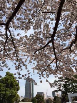 昼の桜.jpg